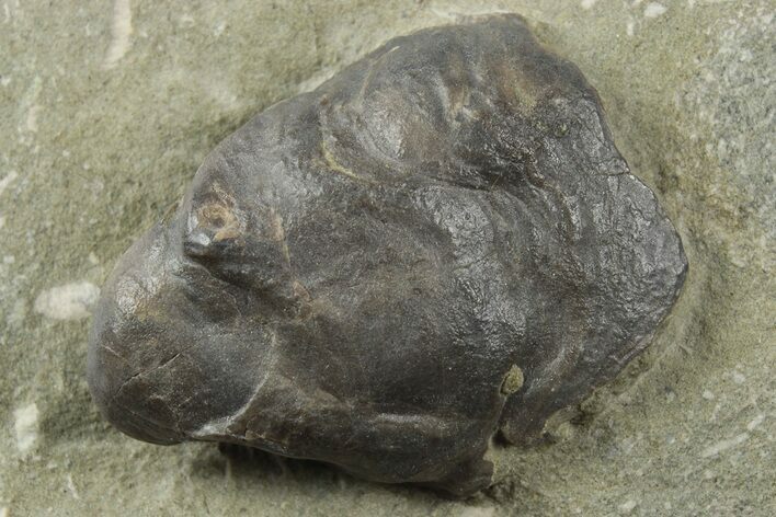 Gastropod (Platyceras) Fossil - Crawfordsville, Indiana #157240